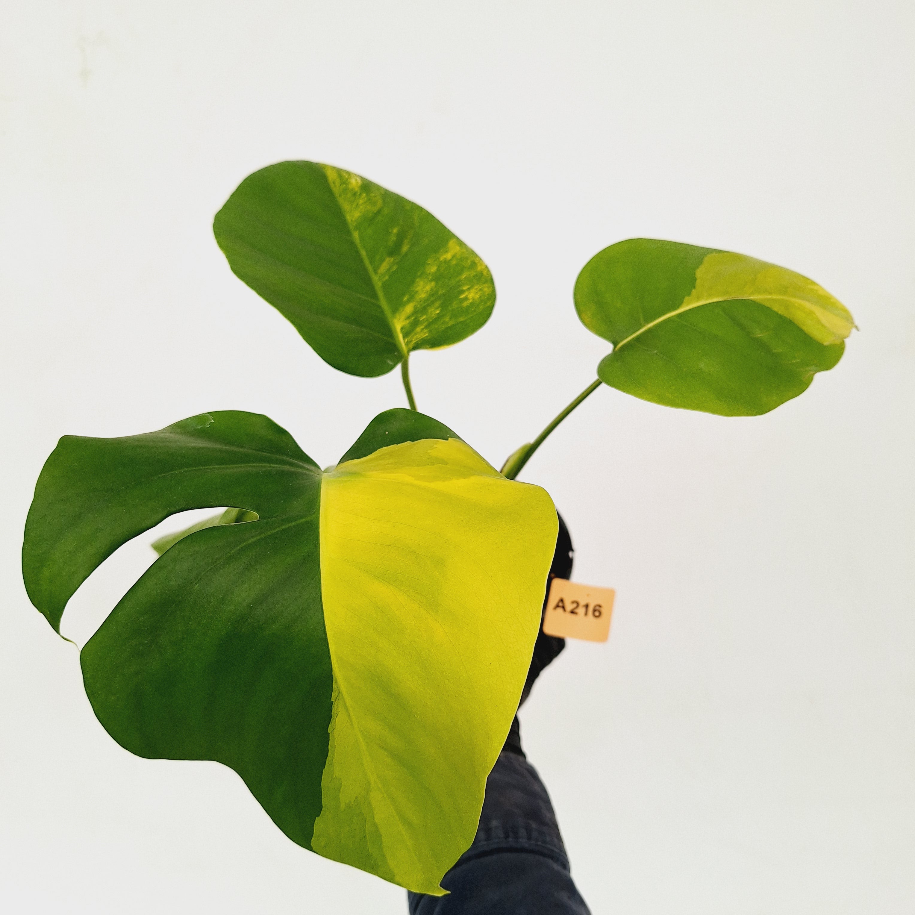 Monstera borsigiana &#39;Aurea&#39;