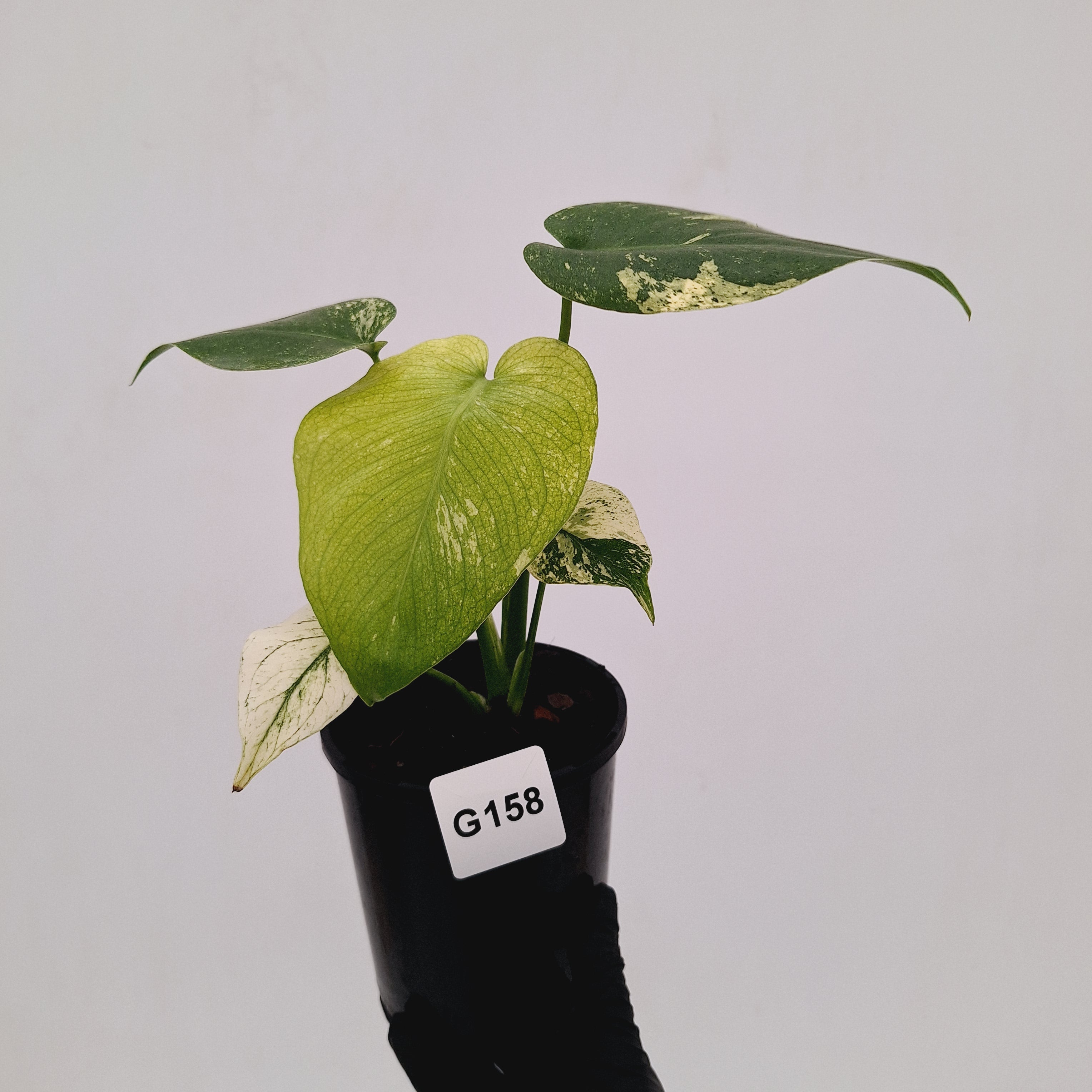 Monstera Deliciosa 'Mint'