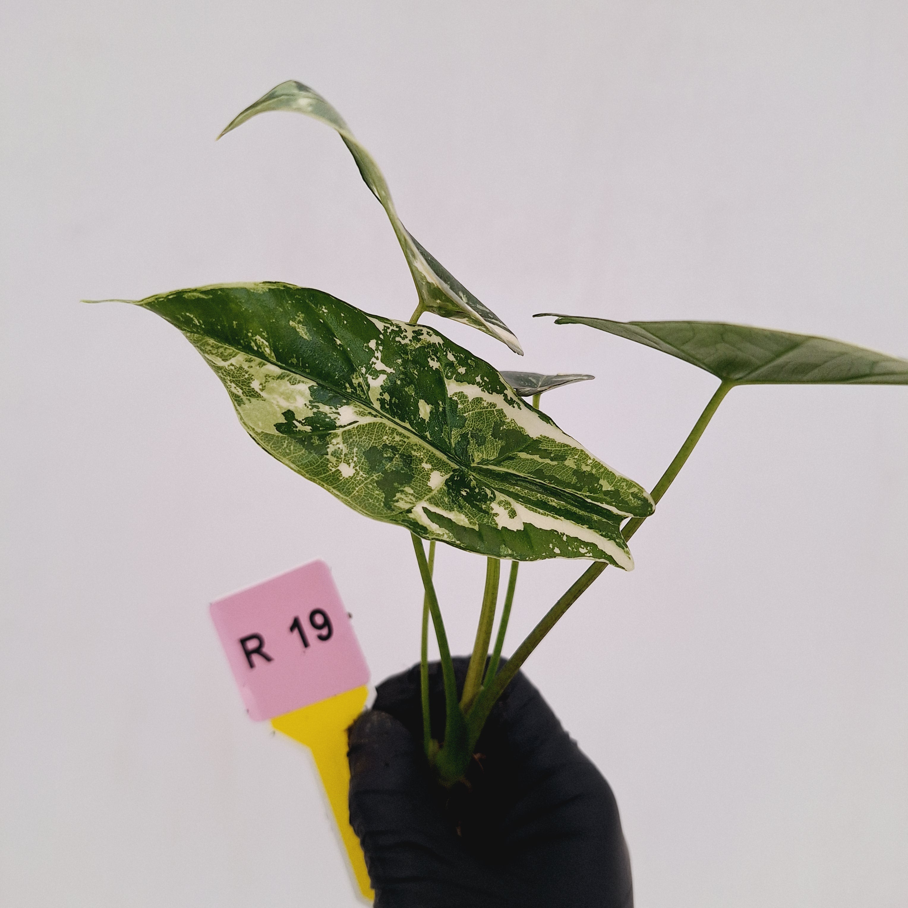 Alocasia 'Simpo'  Variegata- Bare Bottom Baby - SALE
