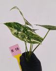 Alocasia 'Simpo'  Variegata- Bare Bottom Baby - SALE