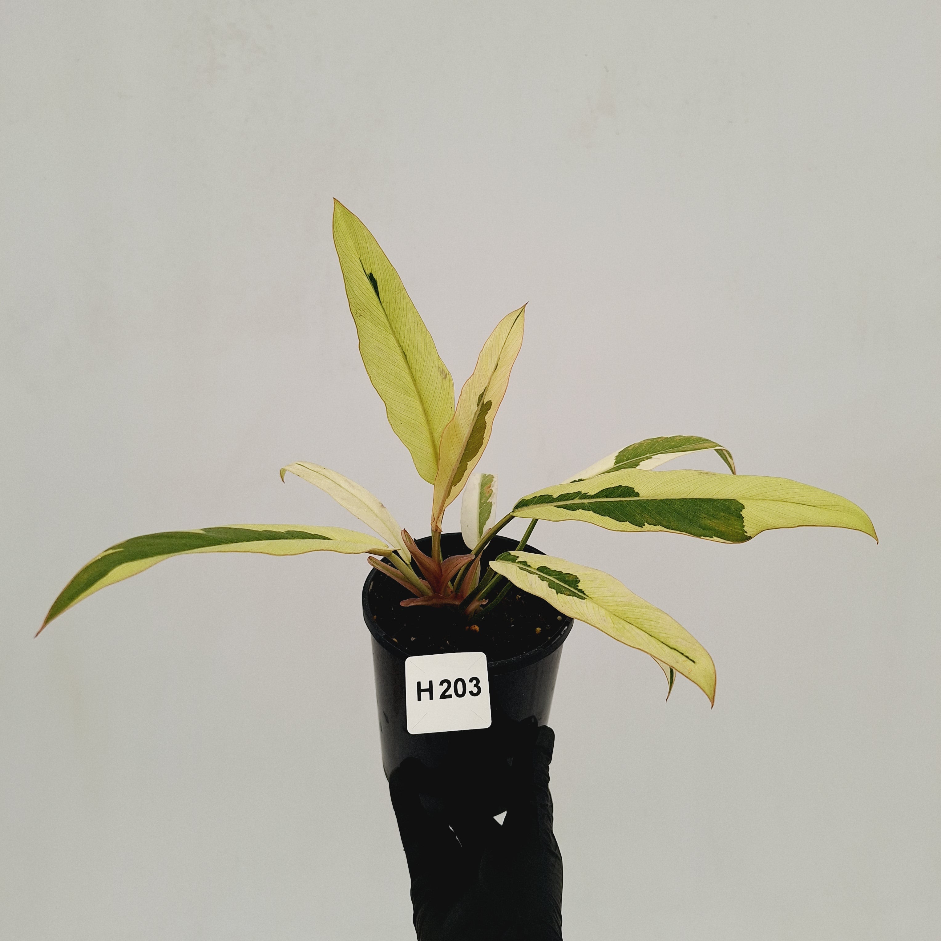 Philodendron serratum Caramel Marble Albo