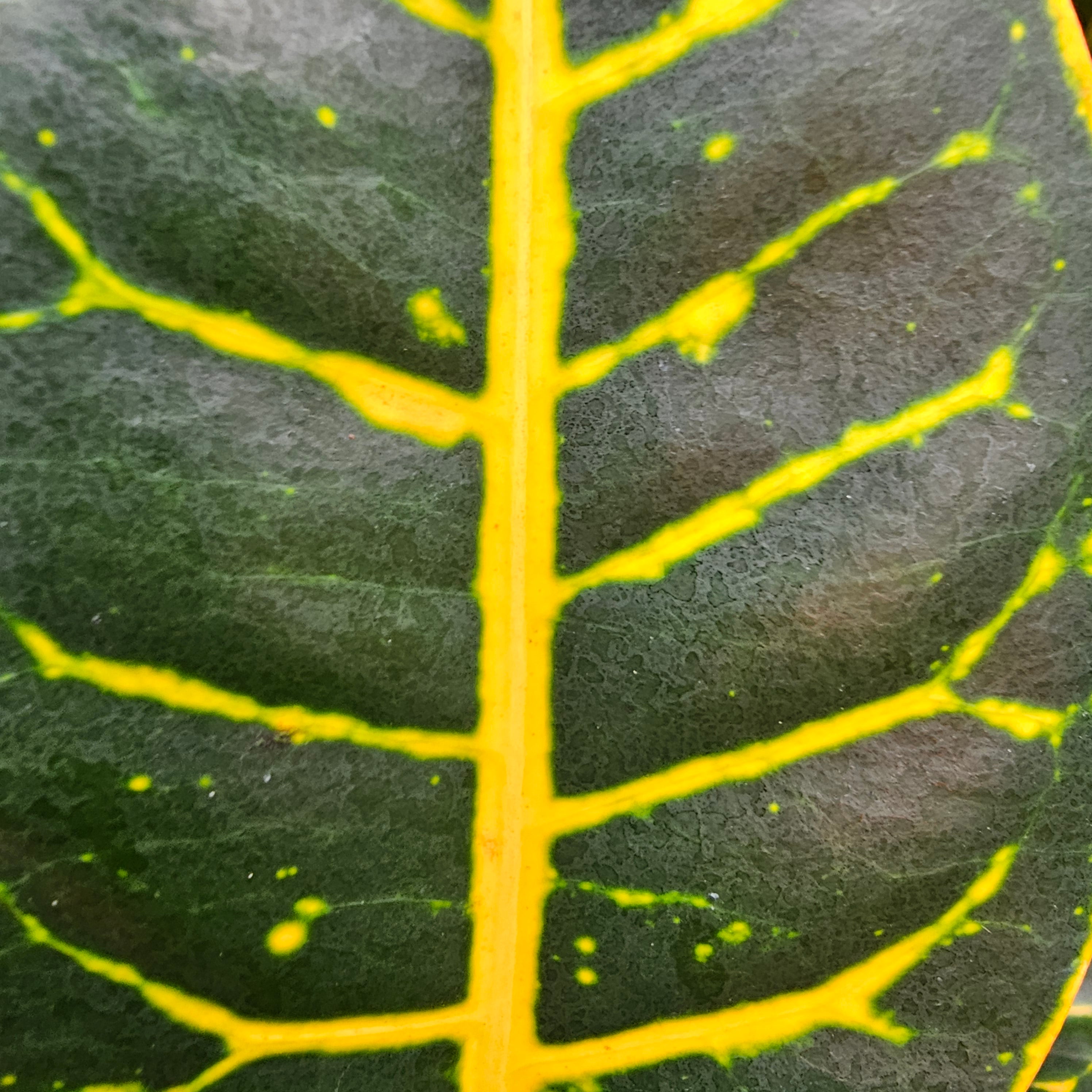 Codiaeum variegatum Croton Cheryl