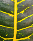 Codiaeum variegatum Croton Cheryl