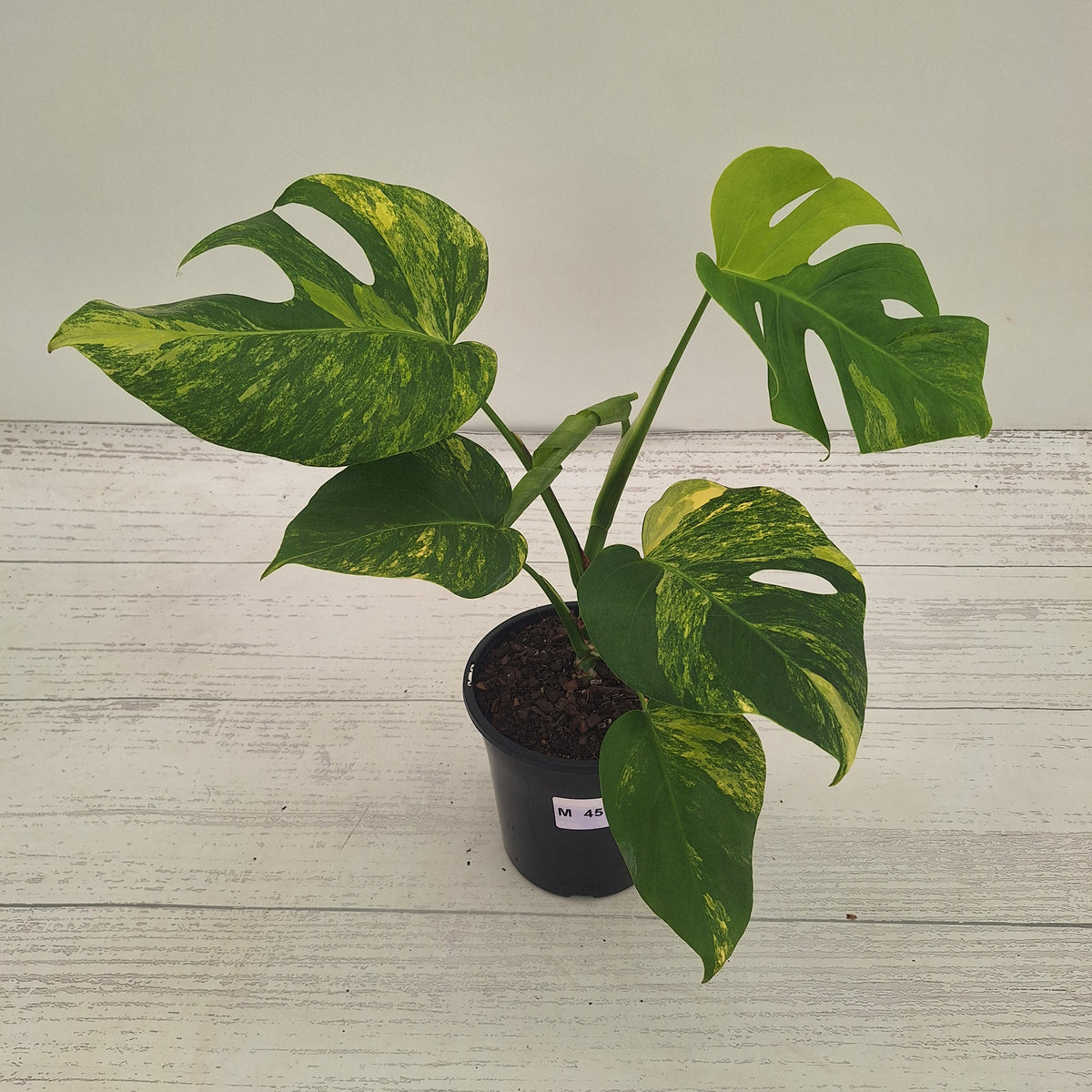 Monstera borsigiana 'Aurea'