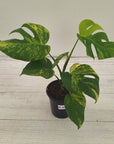 Monstera borsigiana 'Aurea'