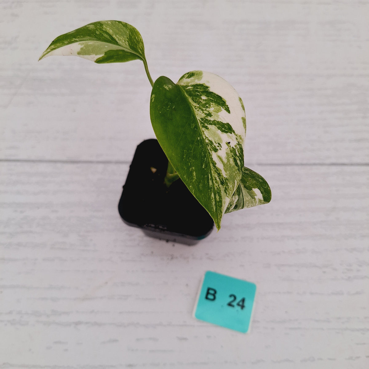Monstera borsigiana 'Albo' - SALE