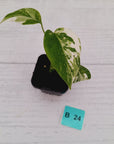 Monstera borsigiana 'Albo' - SALE