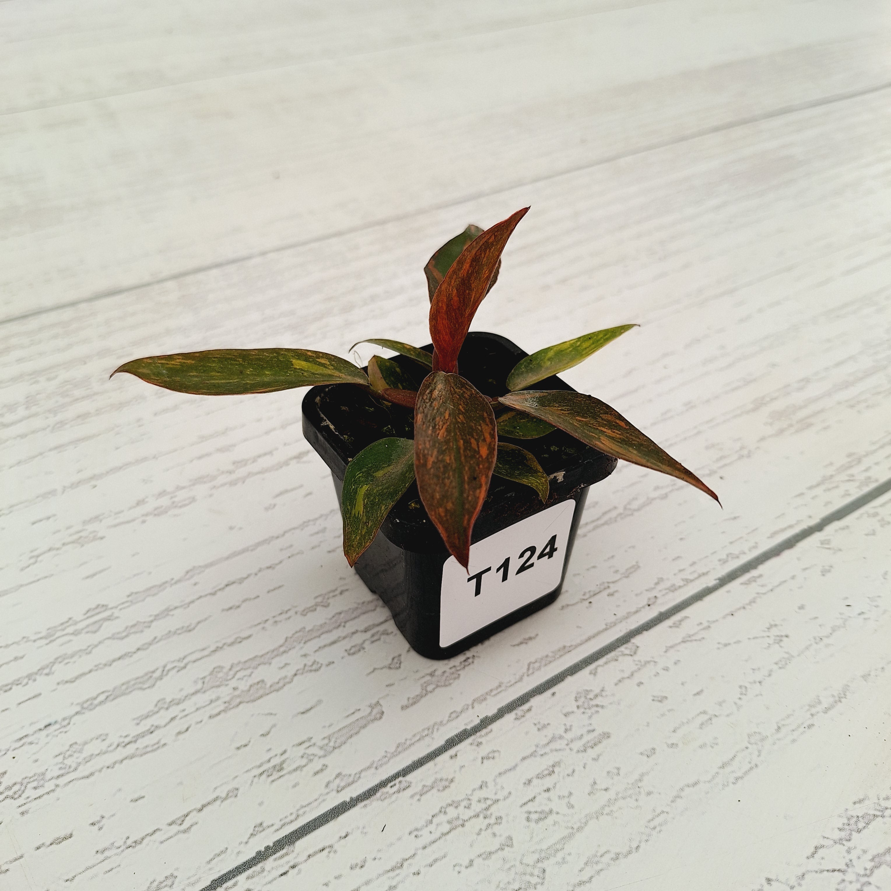 Philodendron &#39;Orange Princess&#39;