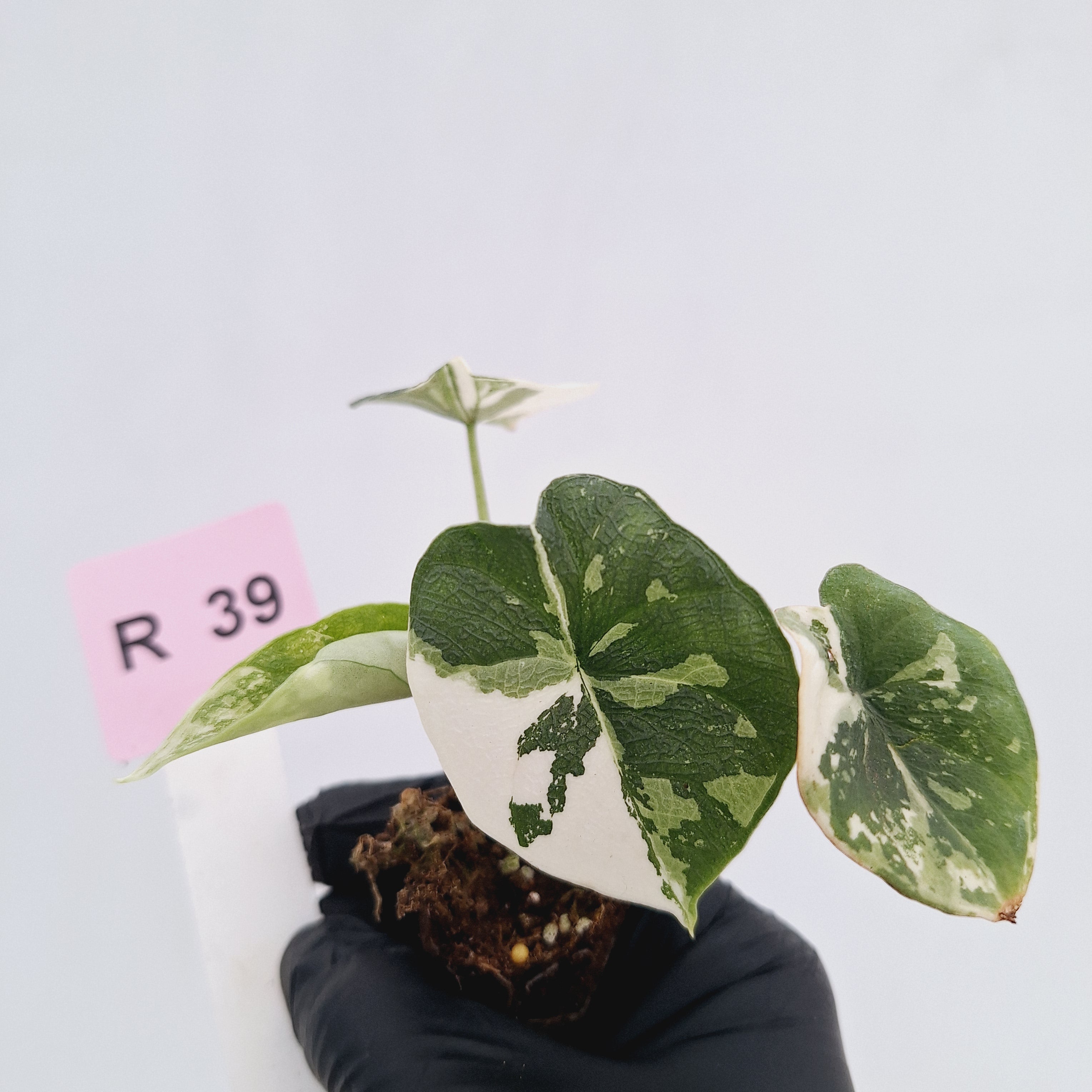 Alocasia melo 'Rhino Skin' Variegata - Bare Bottom Baby