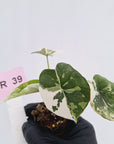 Alocasia melo 'Rhino Skin' Variegata - Bare Bottom Baby