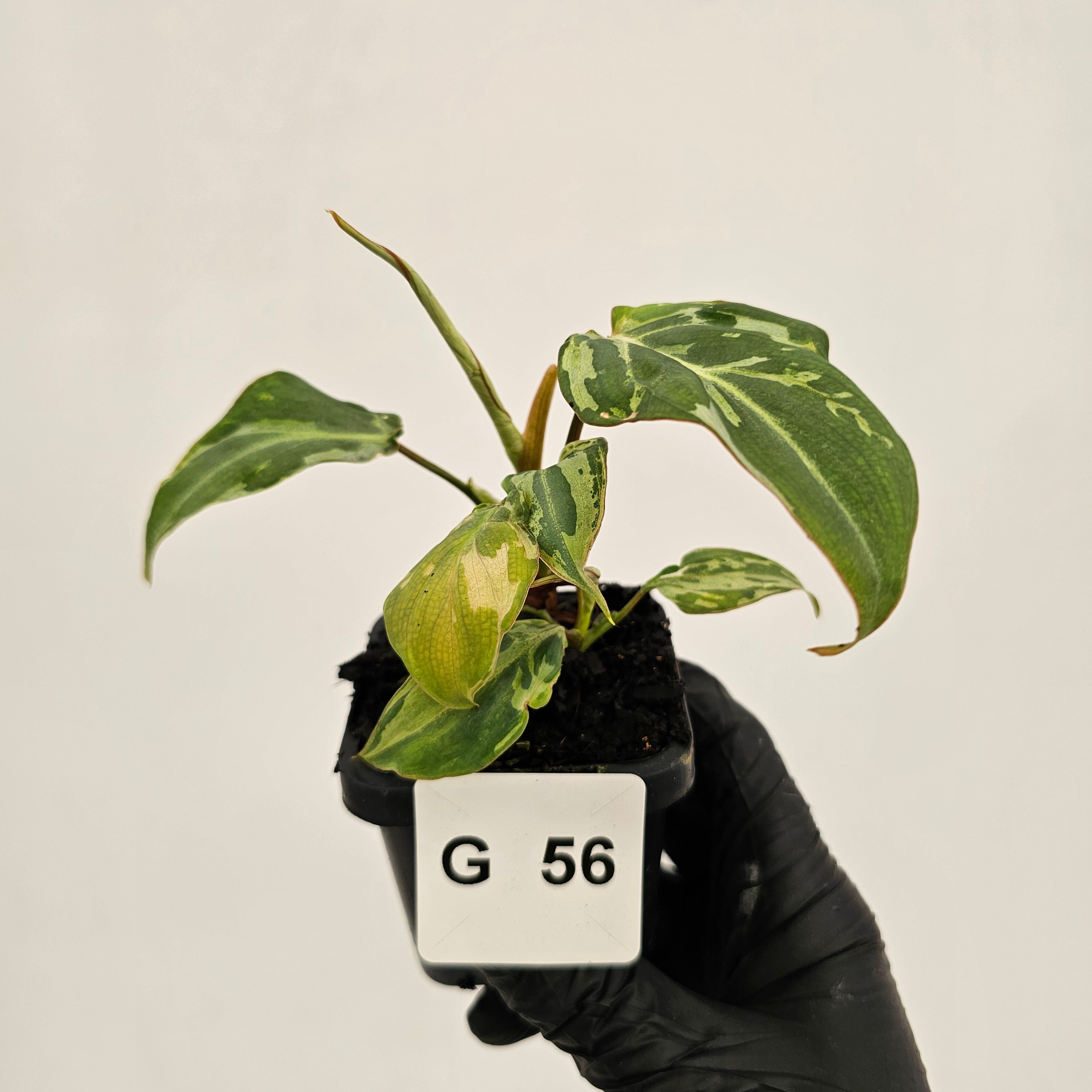 Philodendron gloriosum 'Snow Leopard'