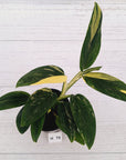Monstera standleyana 'Cobra' - SALE