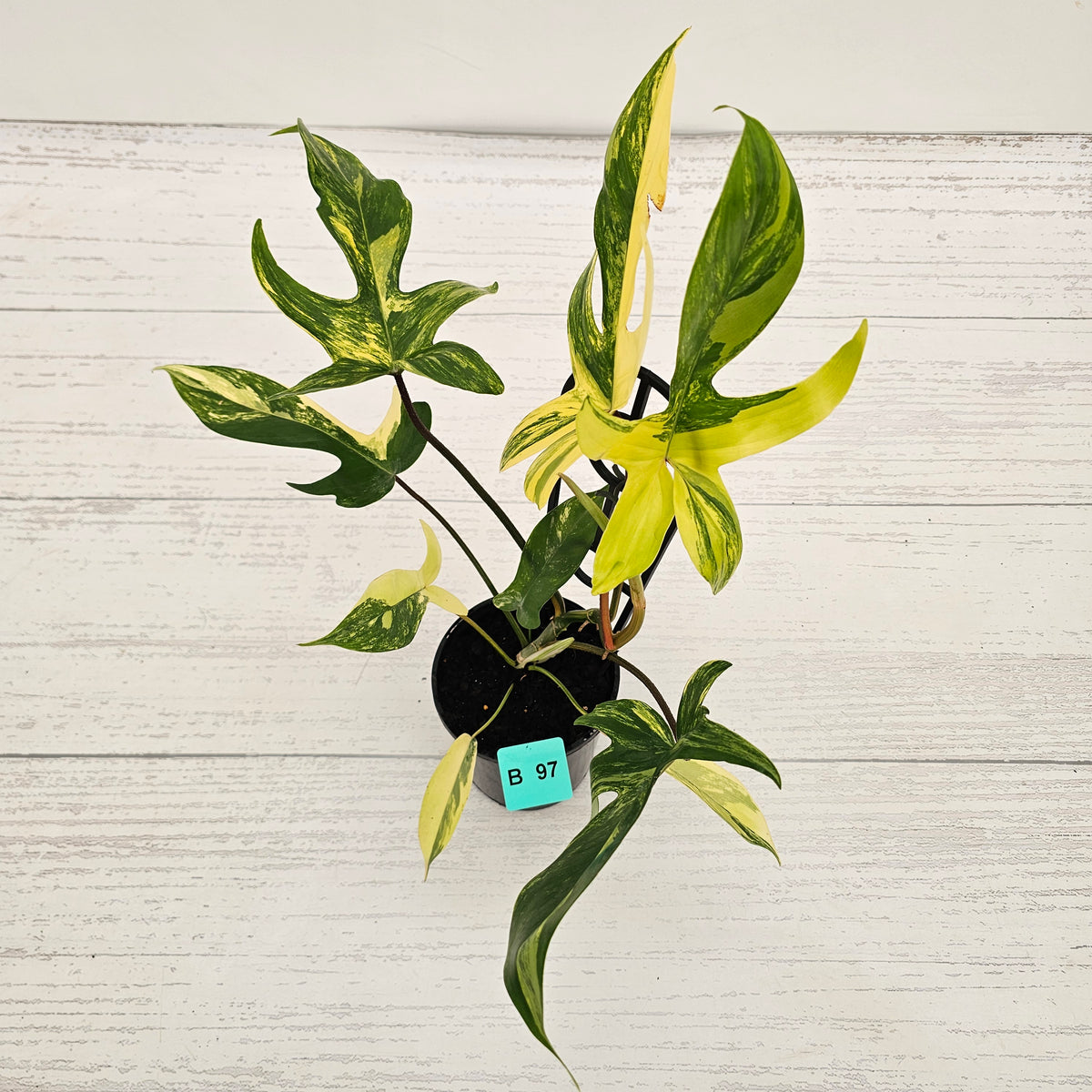 Philodendron pedatum 'Florida Beauty'