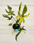 Philodendron pedatum 'Florida Beauty'