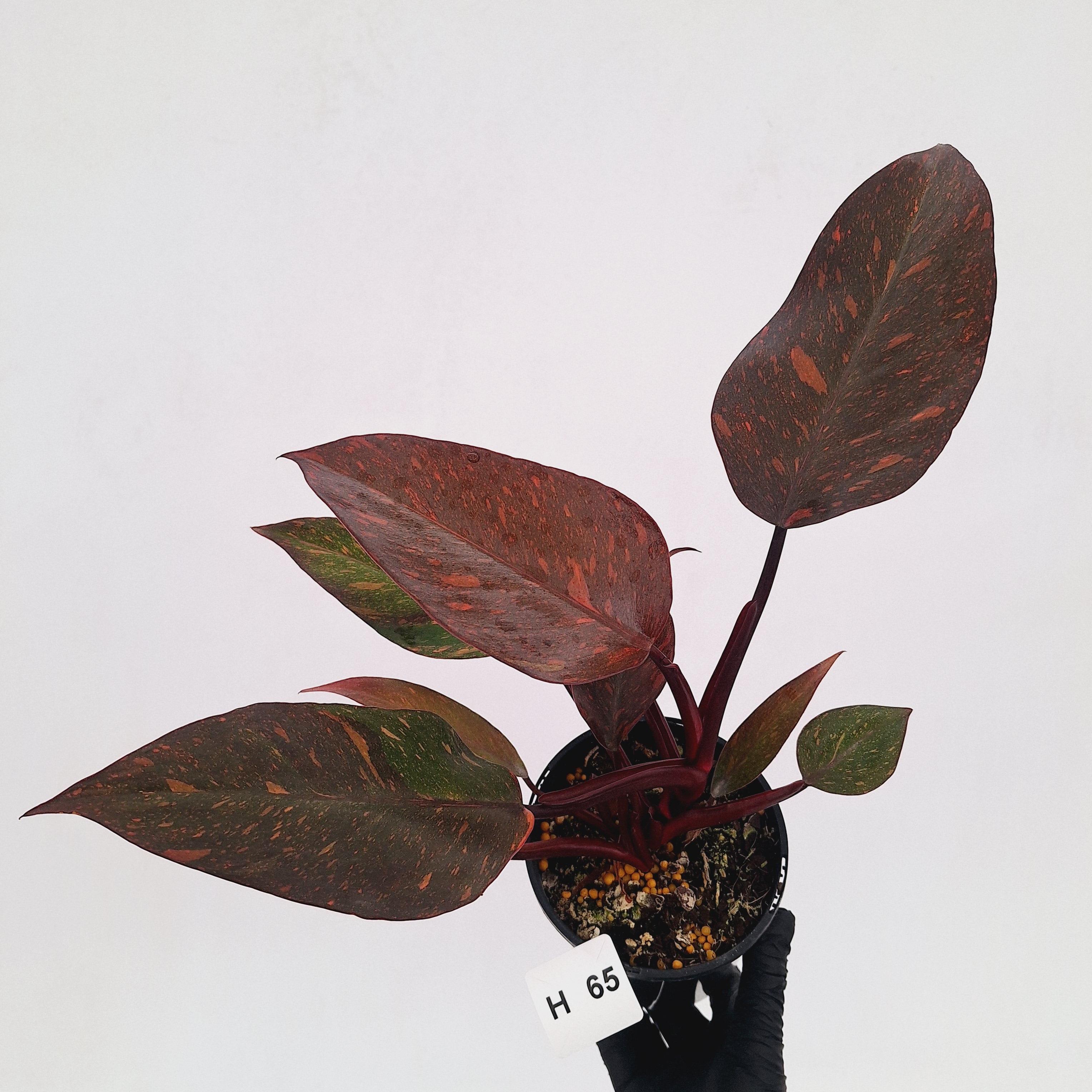Philodendron 'Orange Princess' - FLASH SALE
