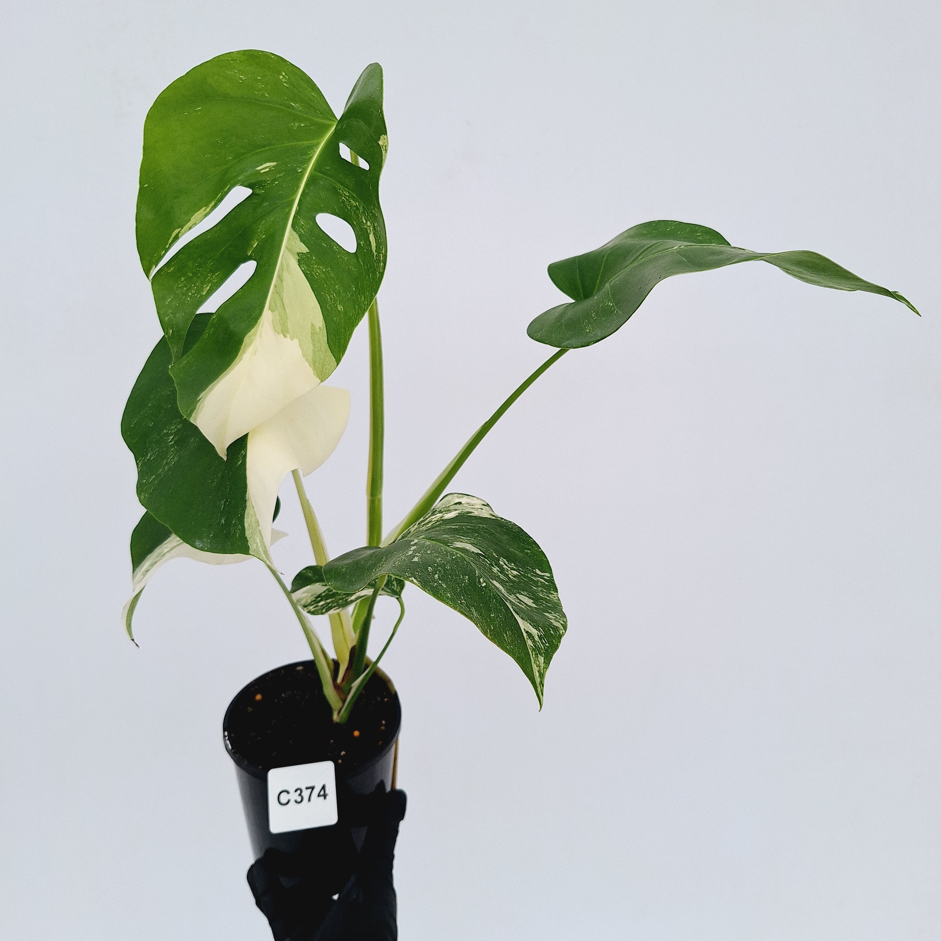 Monstera borsigiana 'Albo'