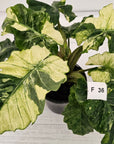 Alocasia odora x portei Low Rider Variegata - SALE