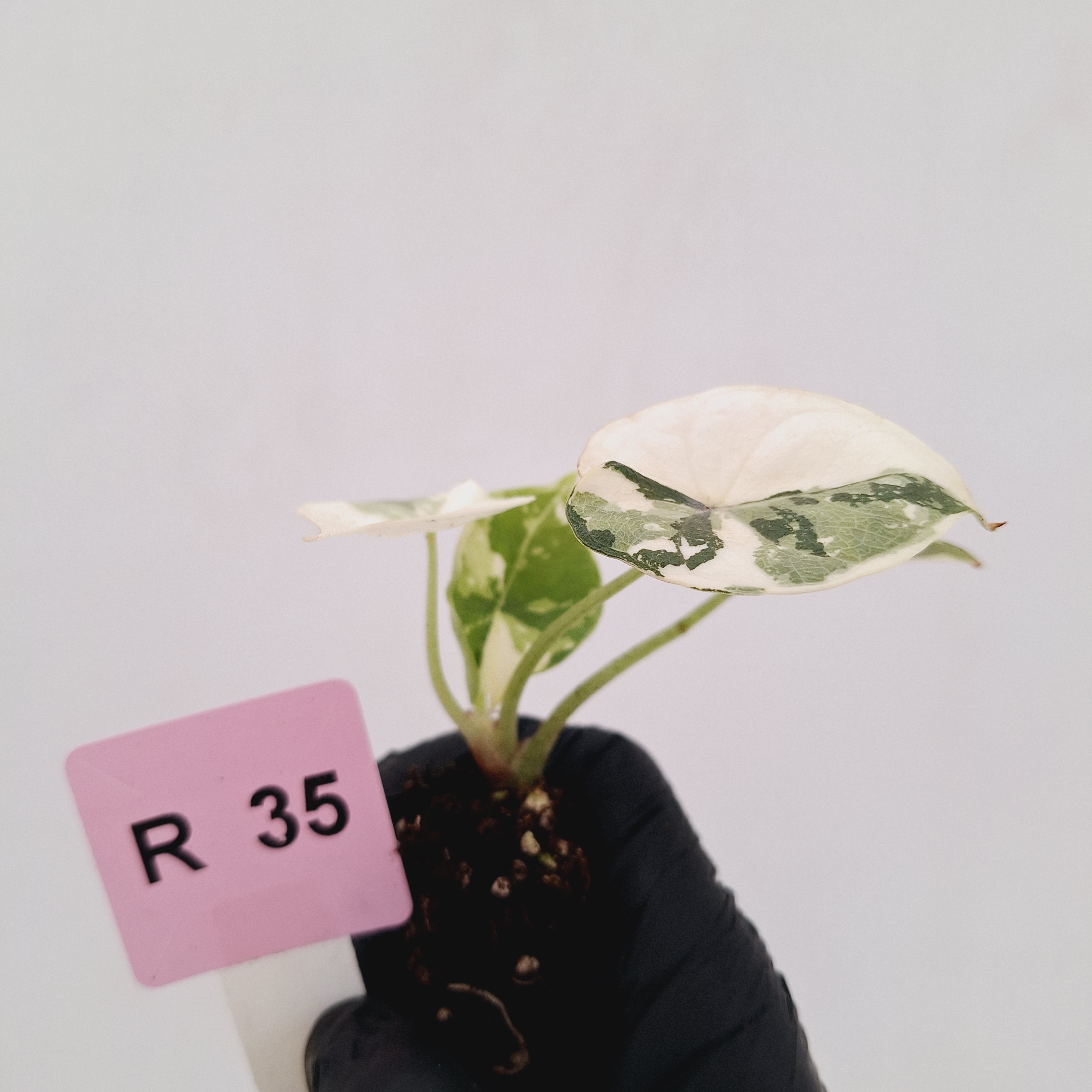Alocasia melo 'Rhino Skin' Variegata - Bare Bottom Baby
