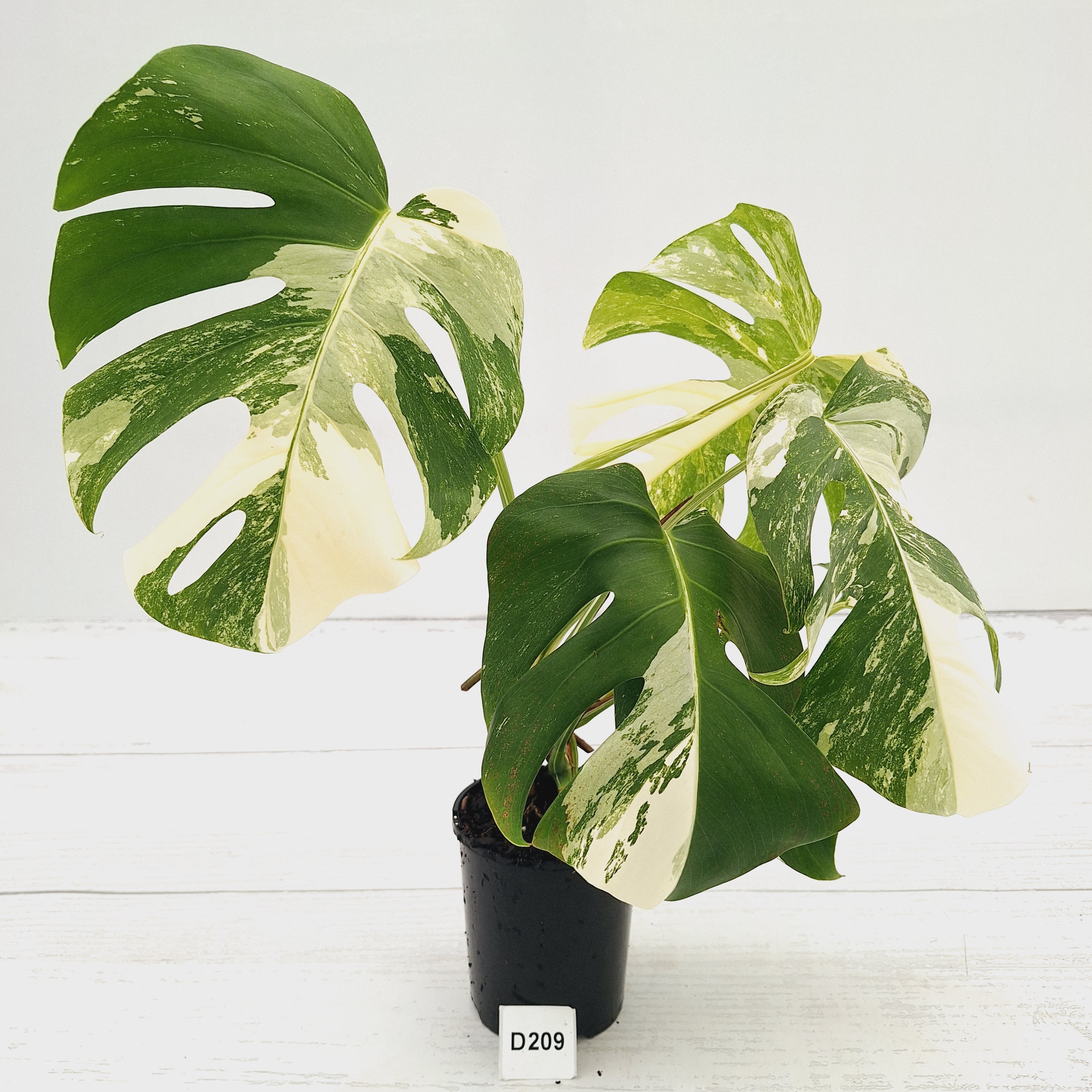 Monstera borsigiana 'Albo'