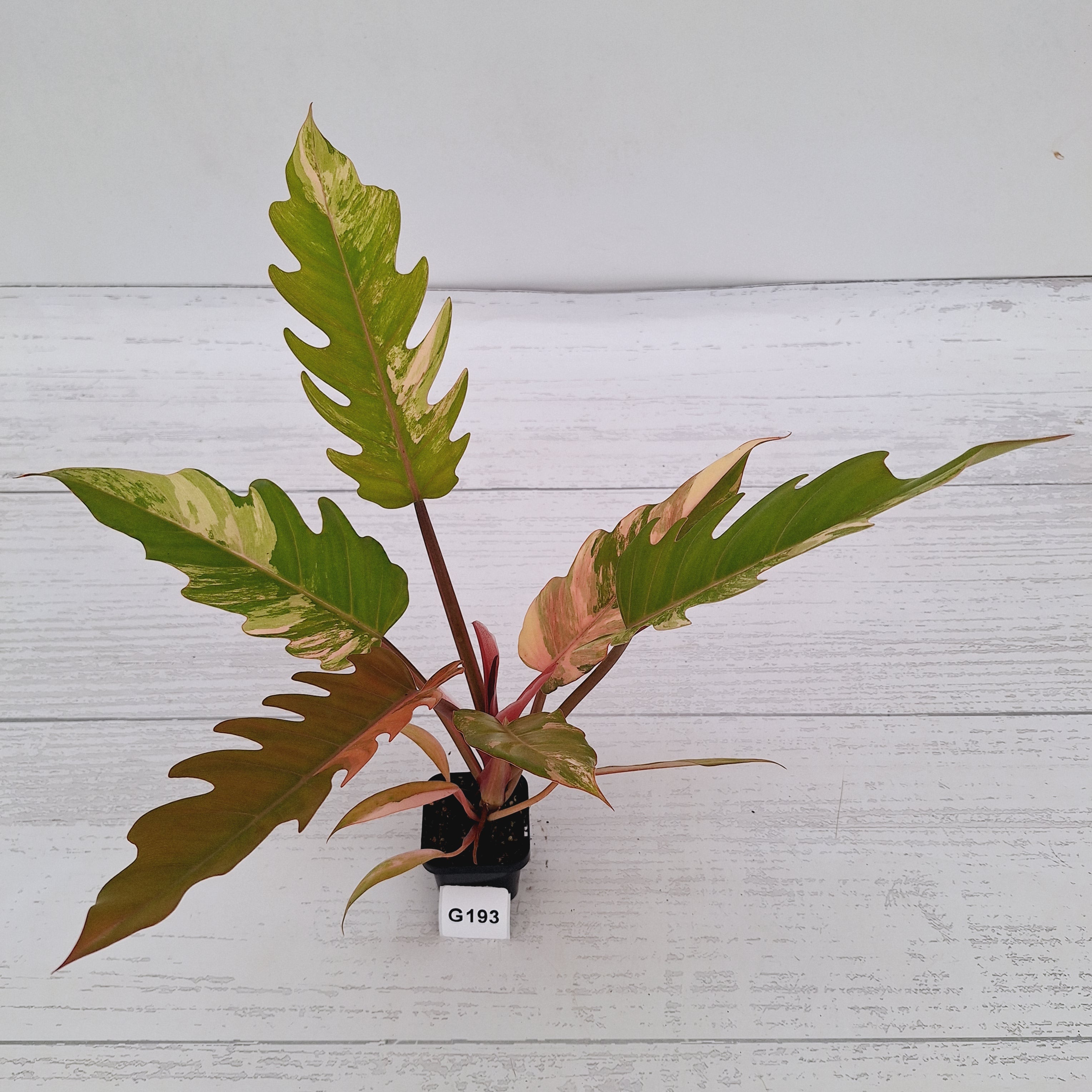 Philodendron serratum Caramel Marble