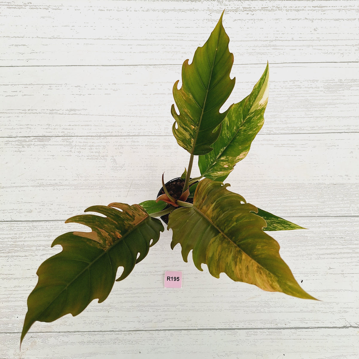 Philodendron serratum 'Caramel Marble'
