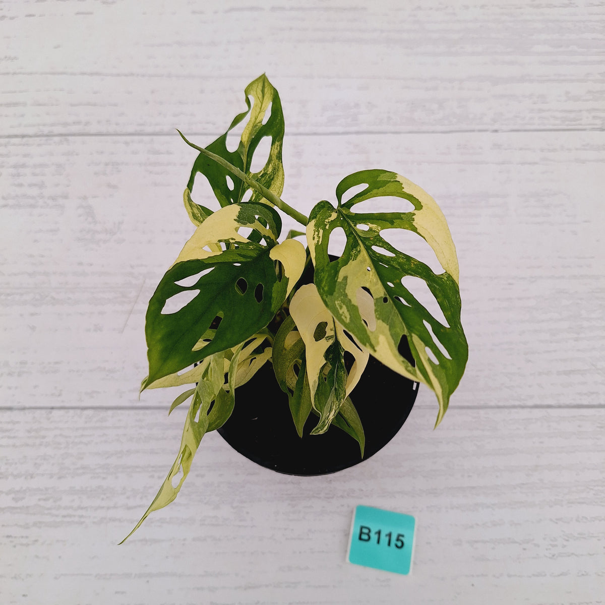 Monstera adansonii Variegata