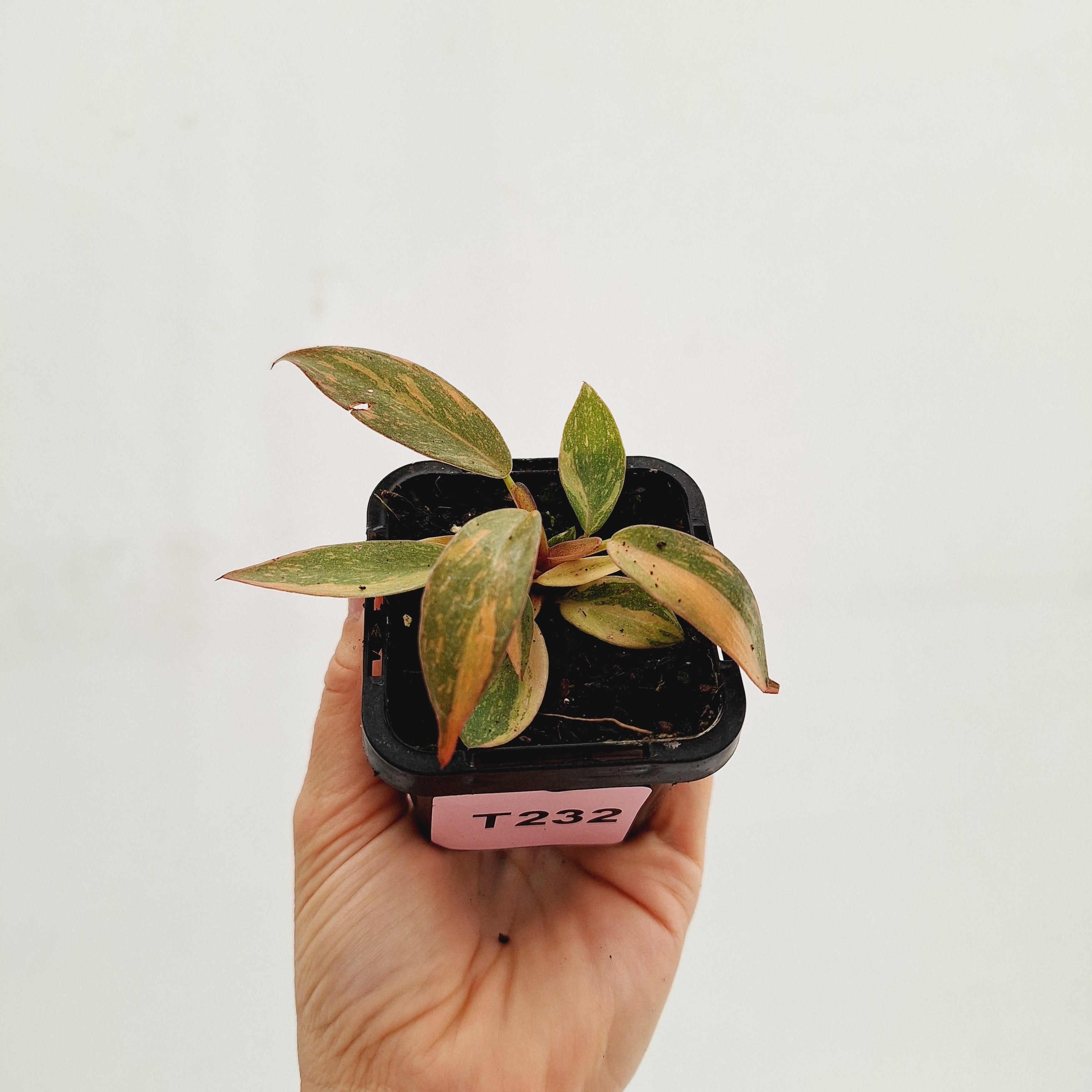Philodendron &#39;Orange Princess&#39;