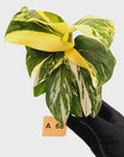 Monstera standleyana 'Cobra'