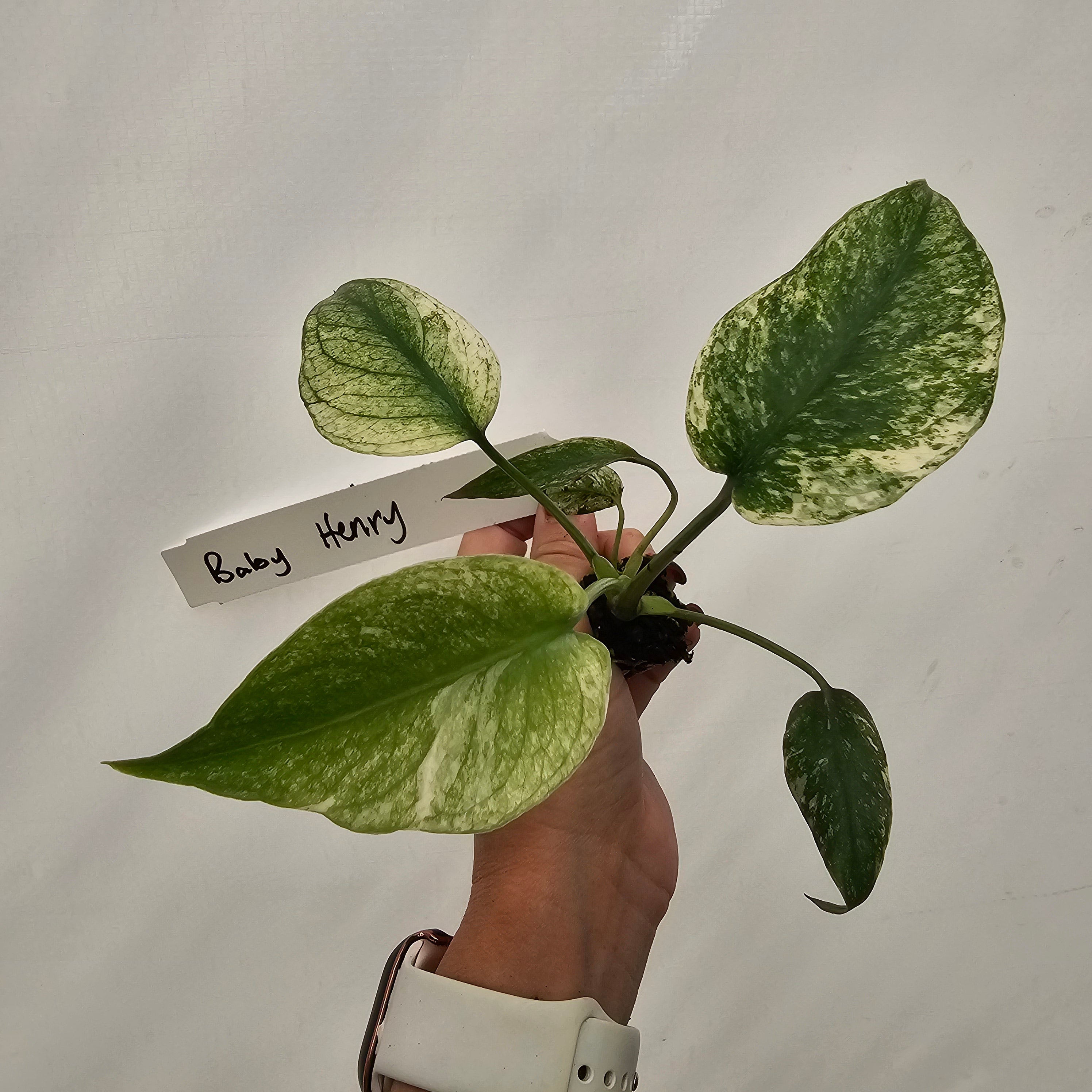 Monstera Deliciosa 'Mint' - Bare Bottom Baby