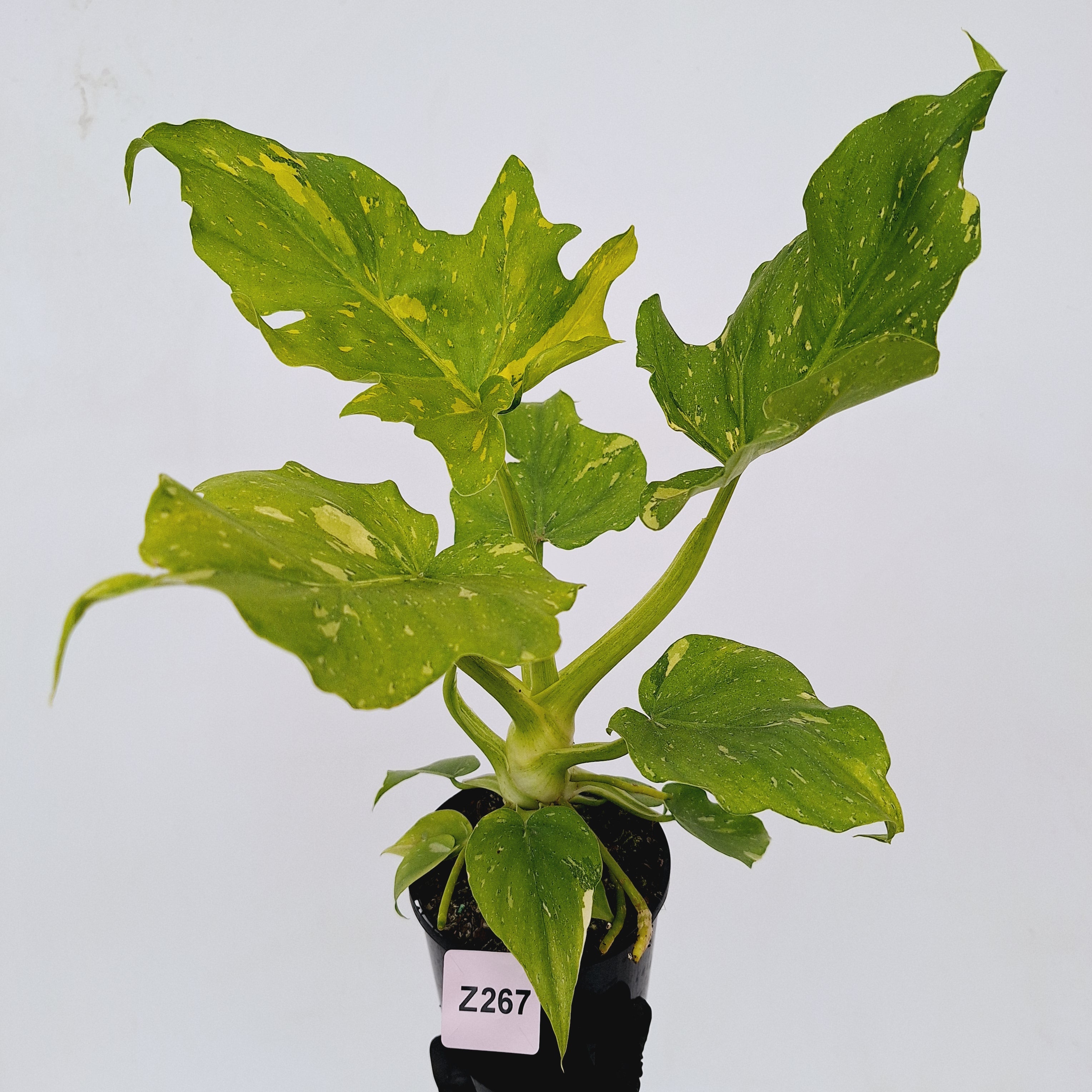 Philodendron warscewiczii Gold Variegata