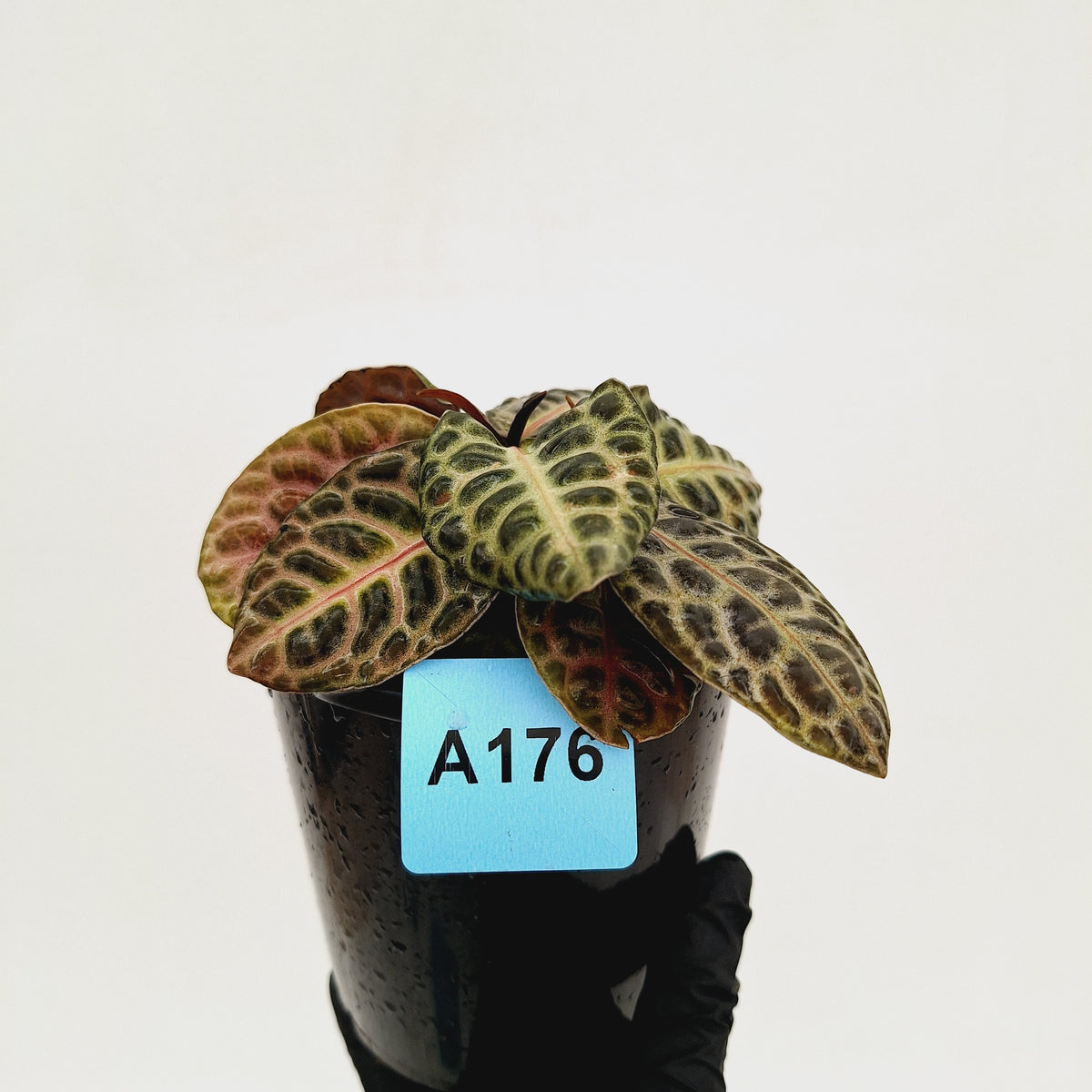 Labisia beccarii 'Turtle Back'