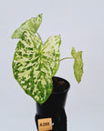 Caladium bicolour
