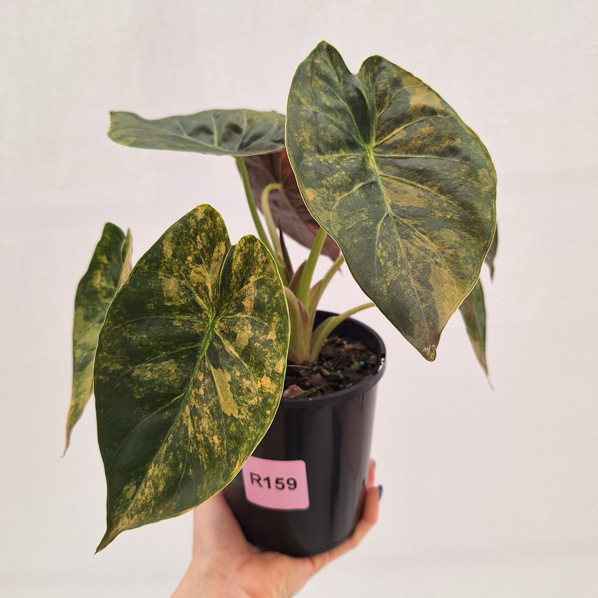 Alocasia ‘wentii’ Variegated - Sale