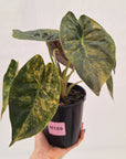 Alocasia ‘wentii’ Variegated - Sale