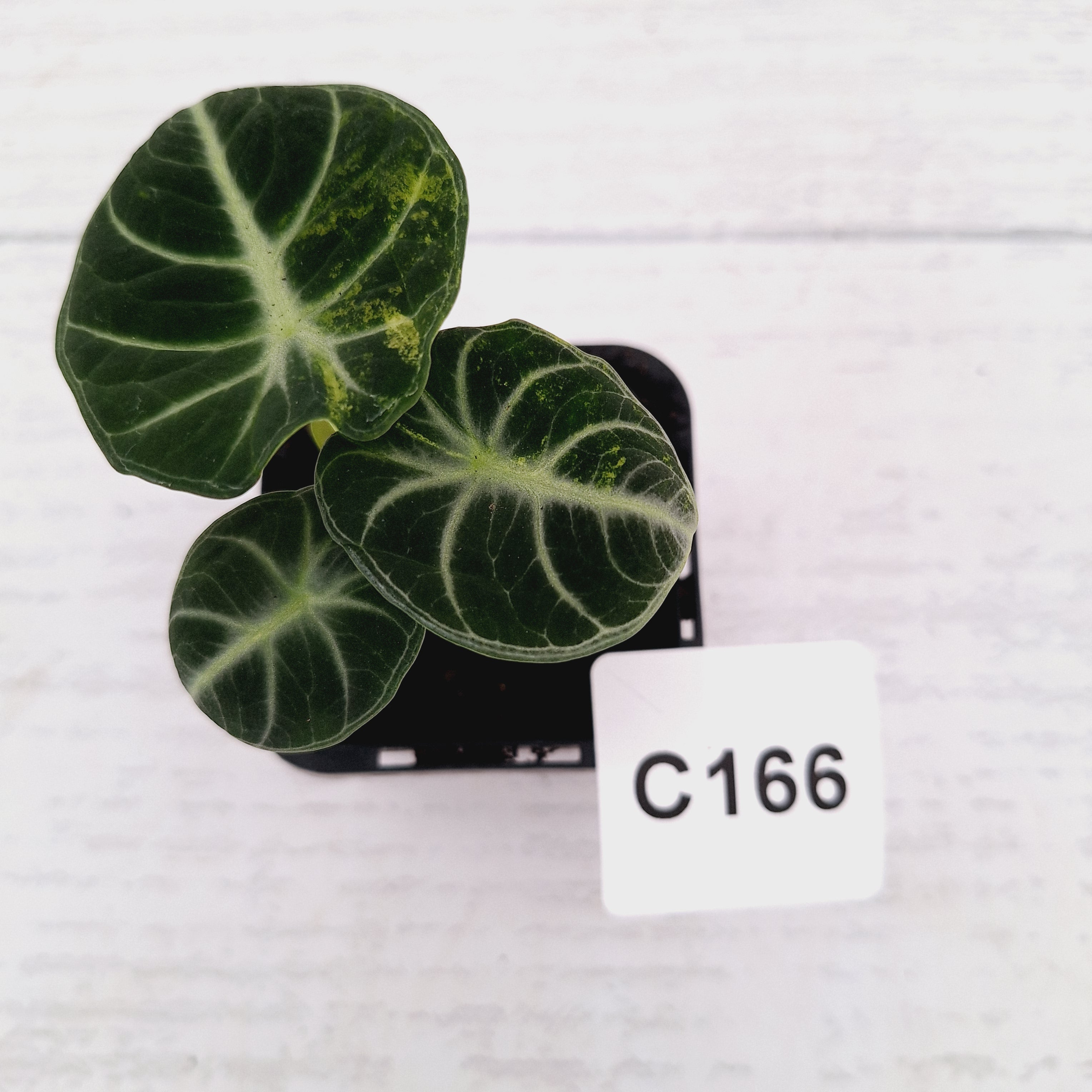 Alocasia reginula 'Ninja Variegata'