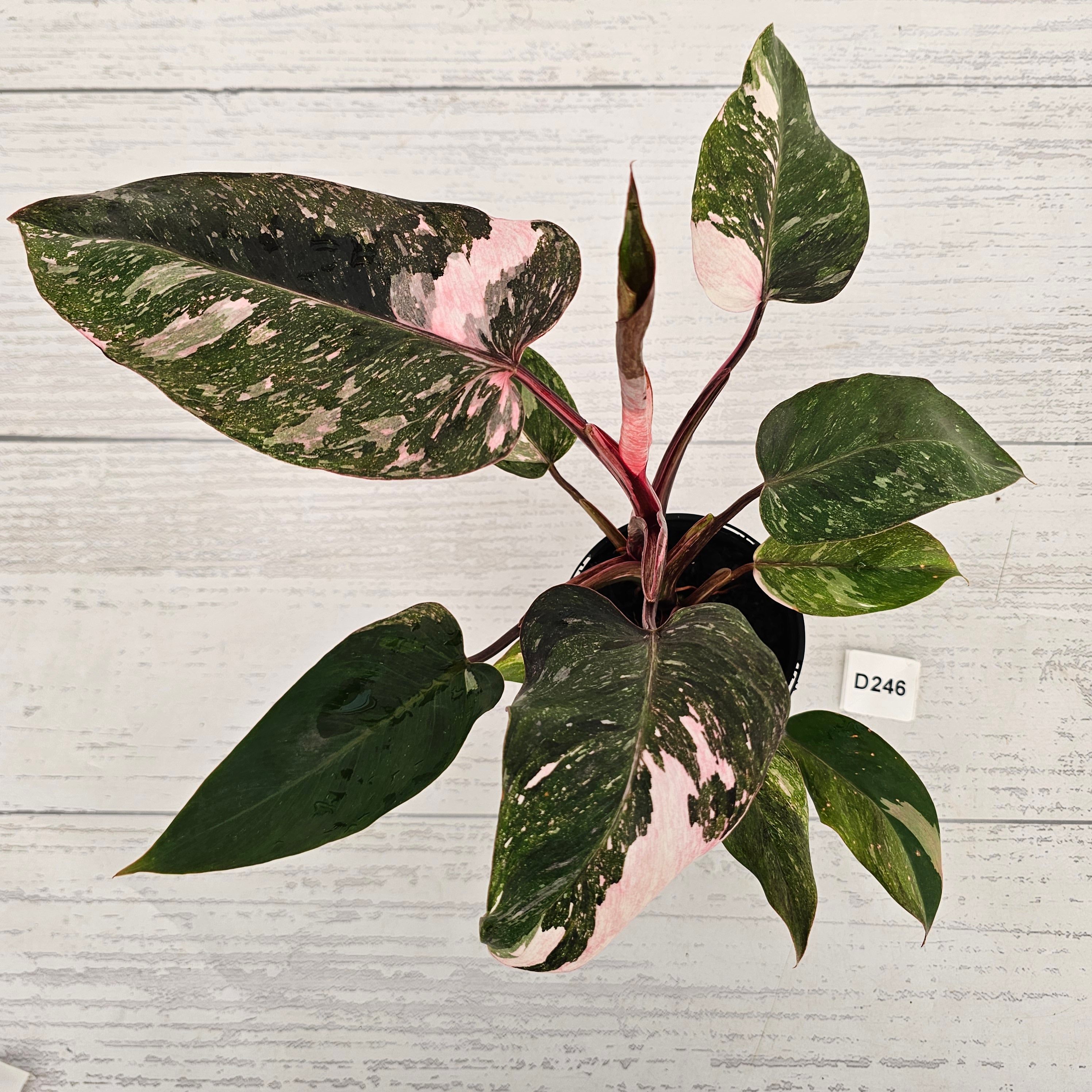 Philodendron 'Pink Princess Galaxy Marble' Sport