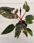 Philodendron 'Pink Princess Galaxy Marble' Sport