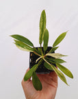 Philodendron joepii Variegata