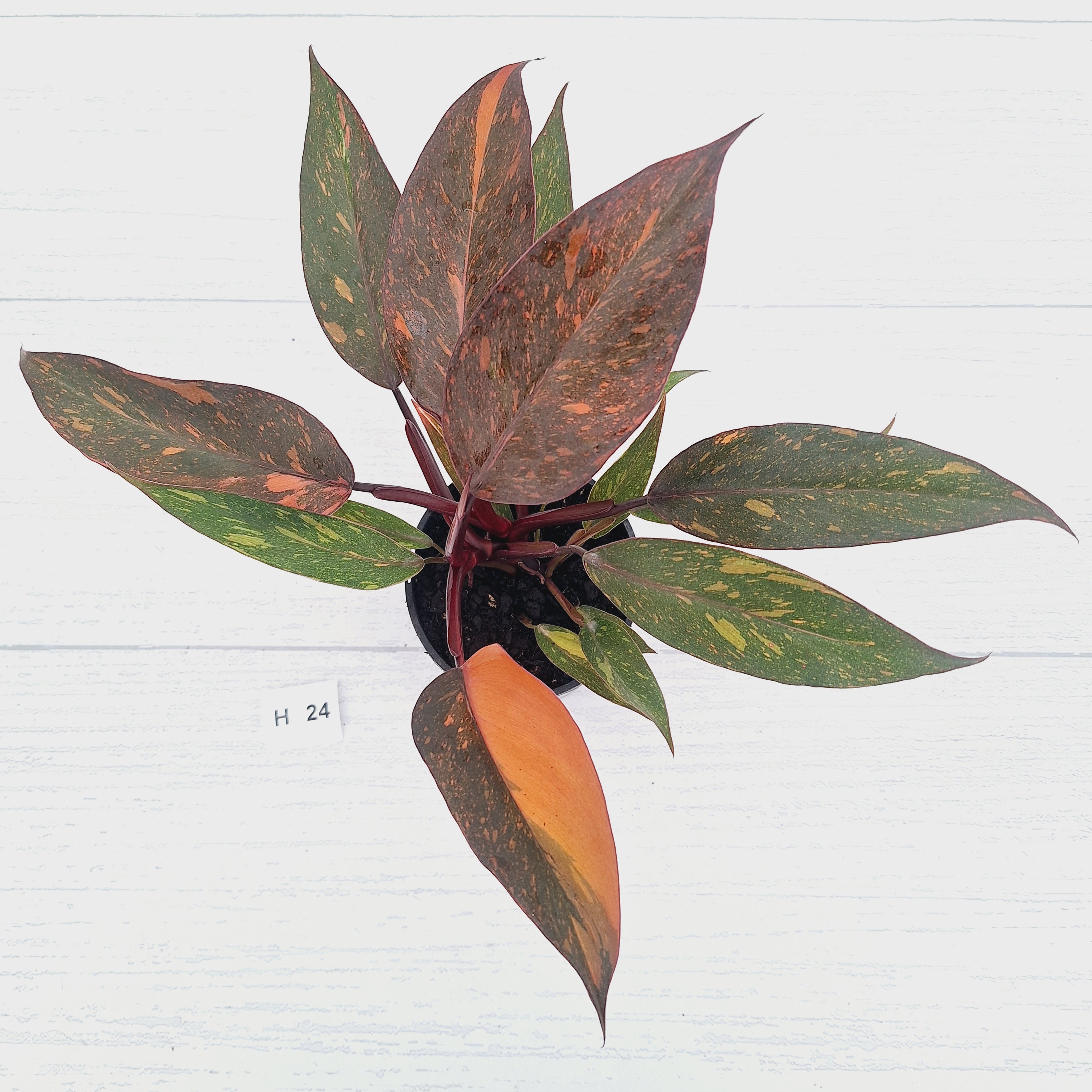 Philodendron 'Orange Princess' - FLASH SALE