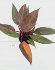 Philodendron 'Orange Princess' - FLASH SALE