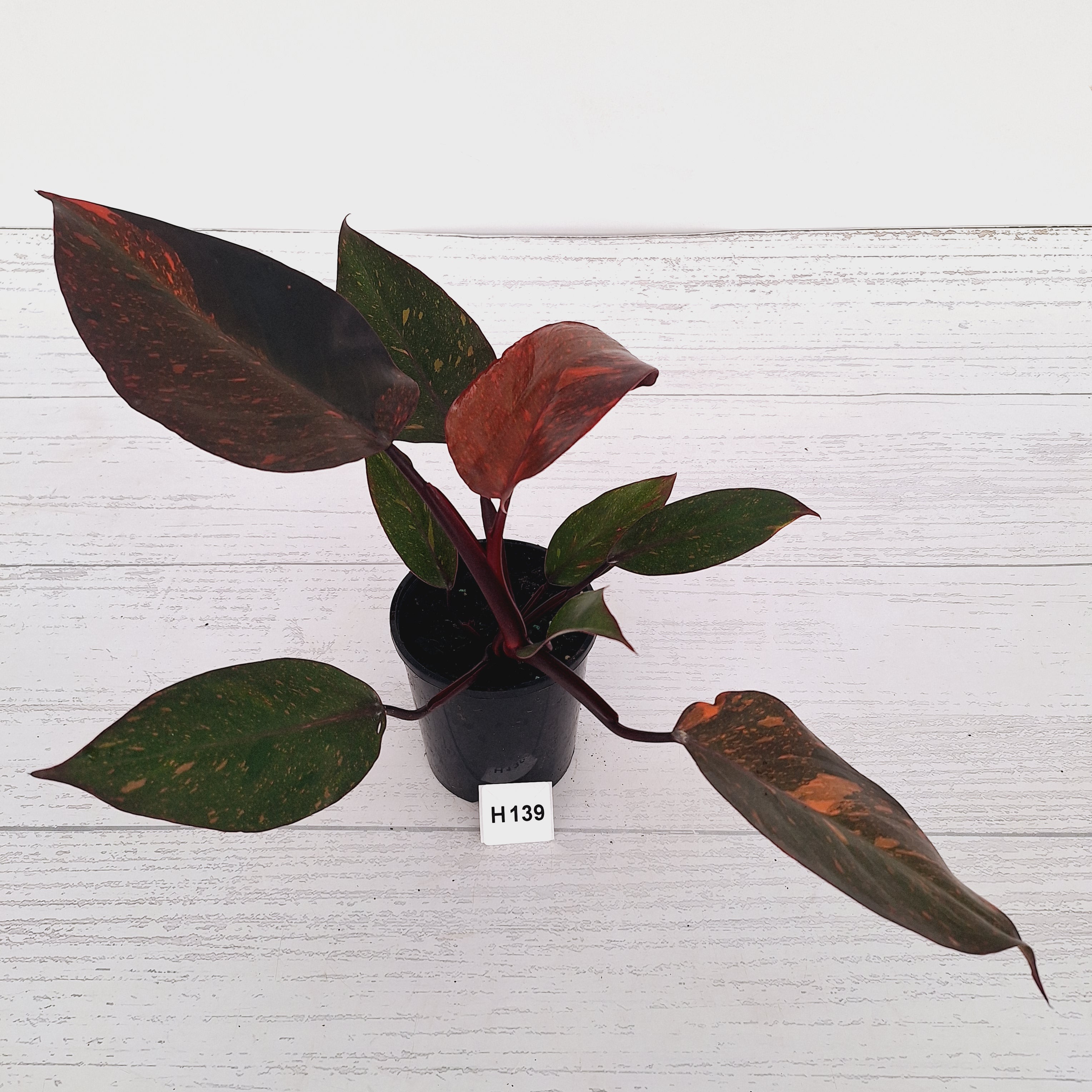Philodendron 'Orange Princess'
