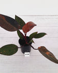 Philodendron 'Orange Princess'