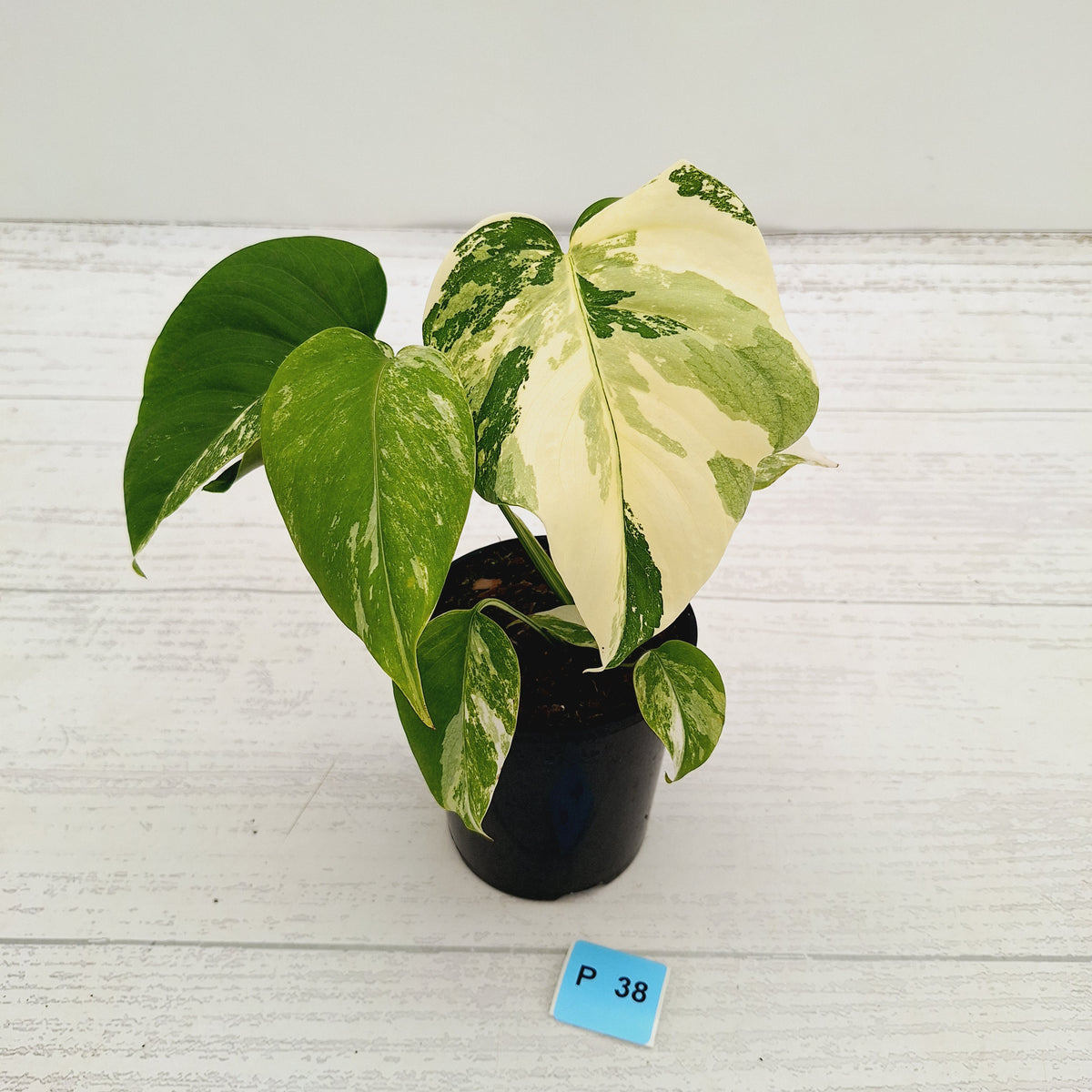 Monstera borsigiana 'Albo' - SALE