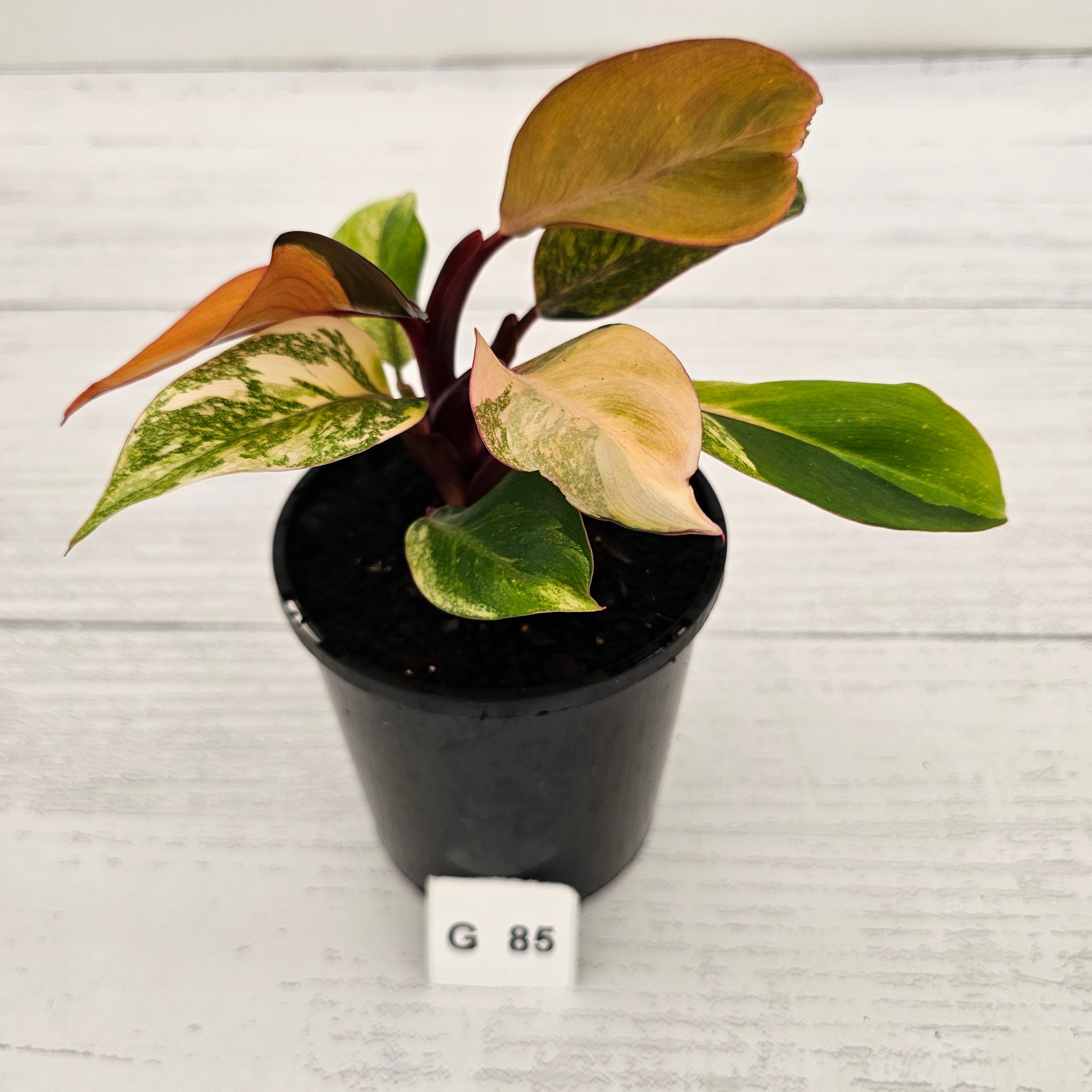 Philodendron 'Orange Princess' Sport