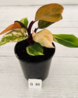 Philodendron 'Orange Princess' Sport