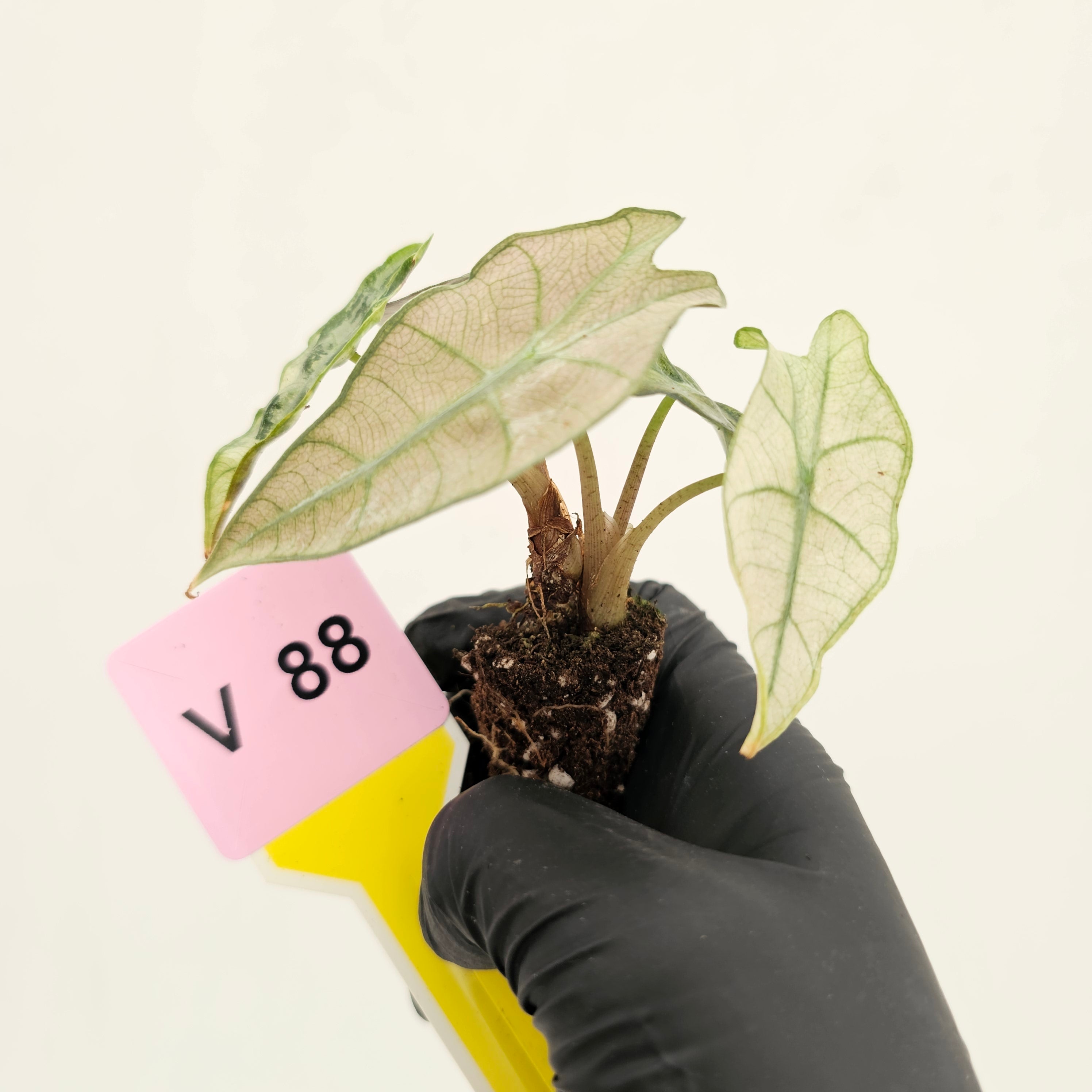 Alocasia Polly Variegata