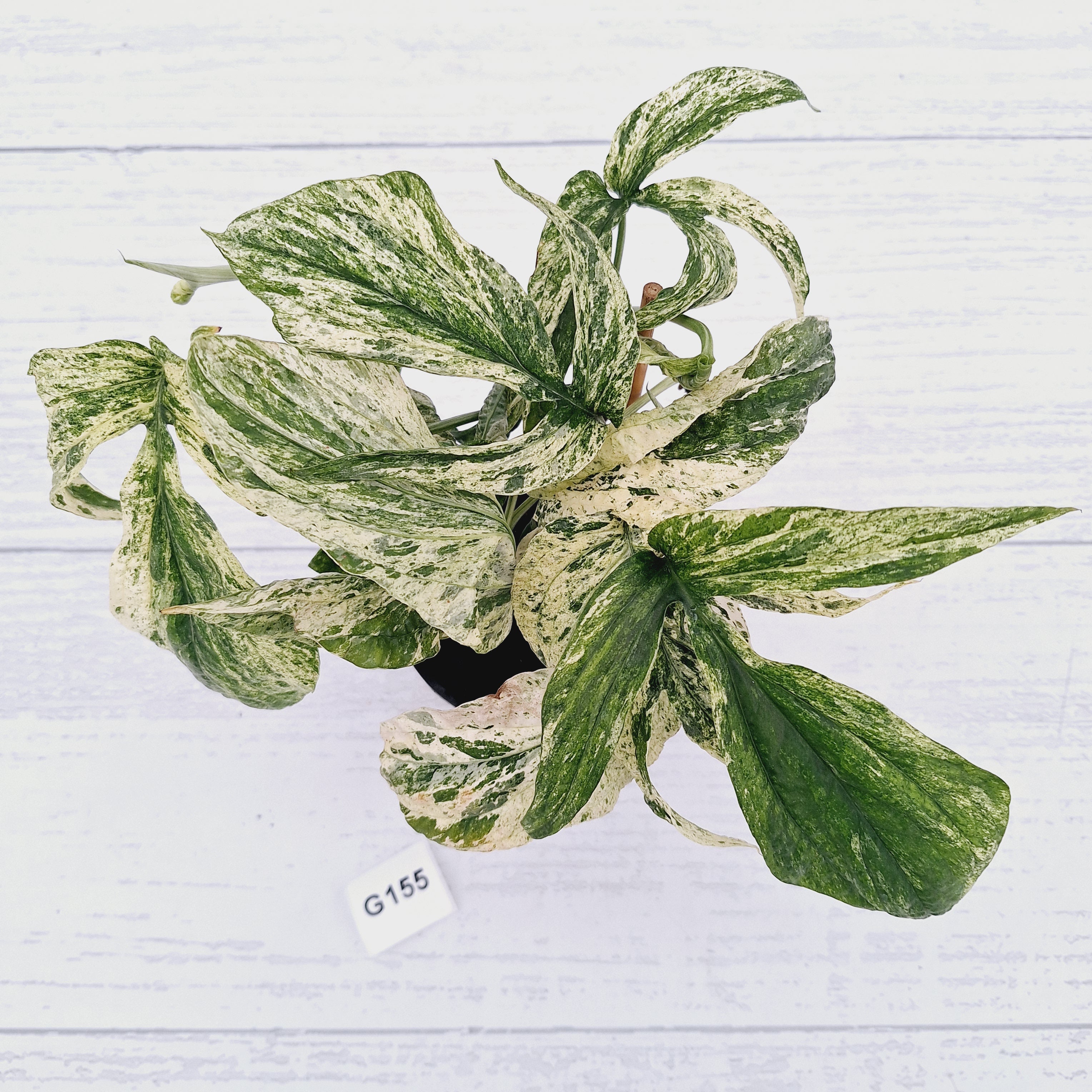 Amydrium medium Variegata