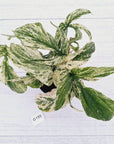 Amydrium medium Variegata