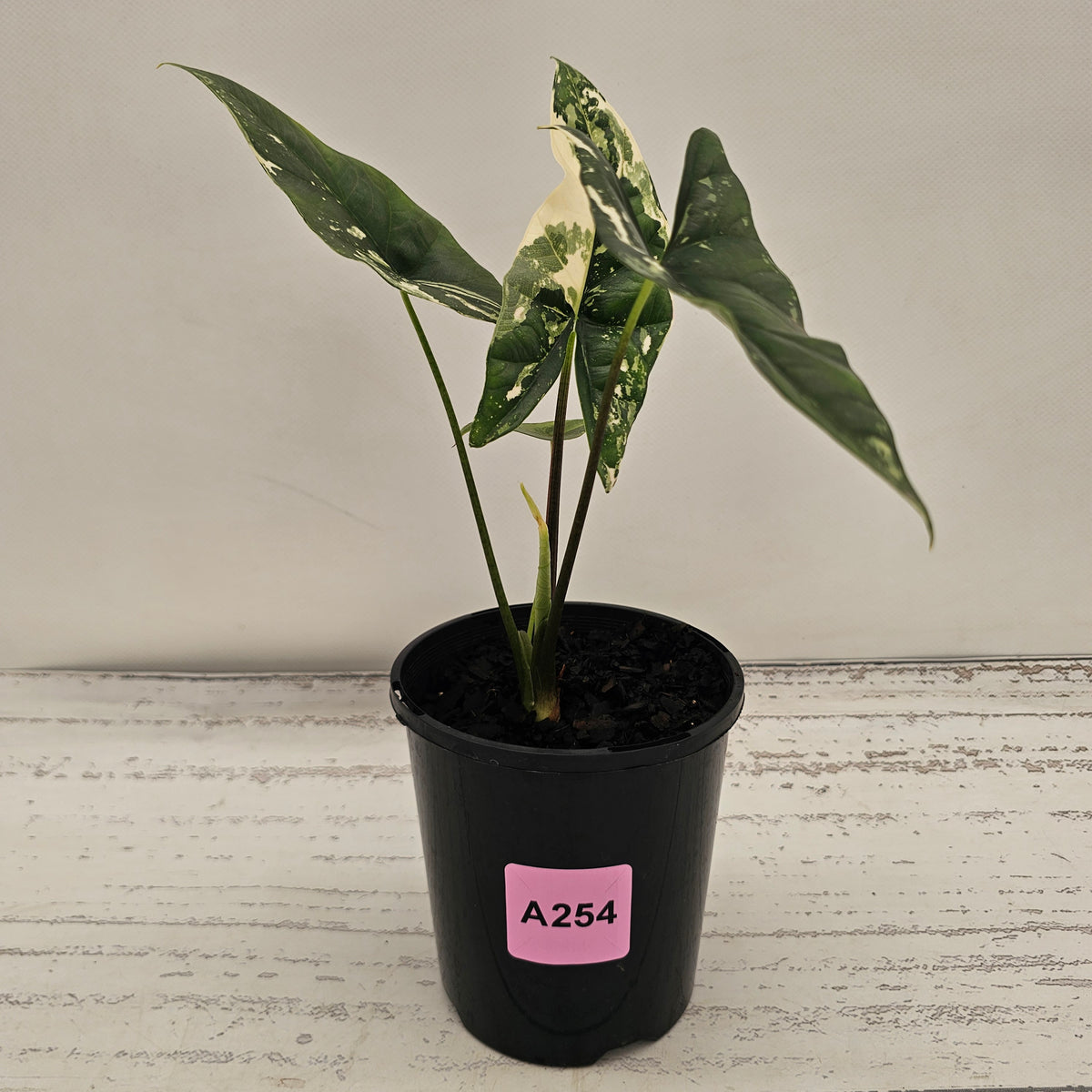 Alocasia ‘Simpo Albo’ Variegata - SALE