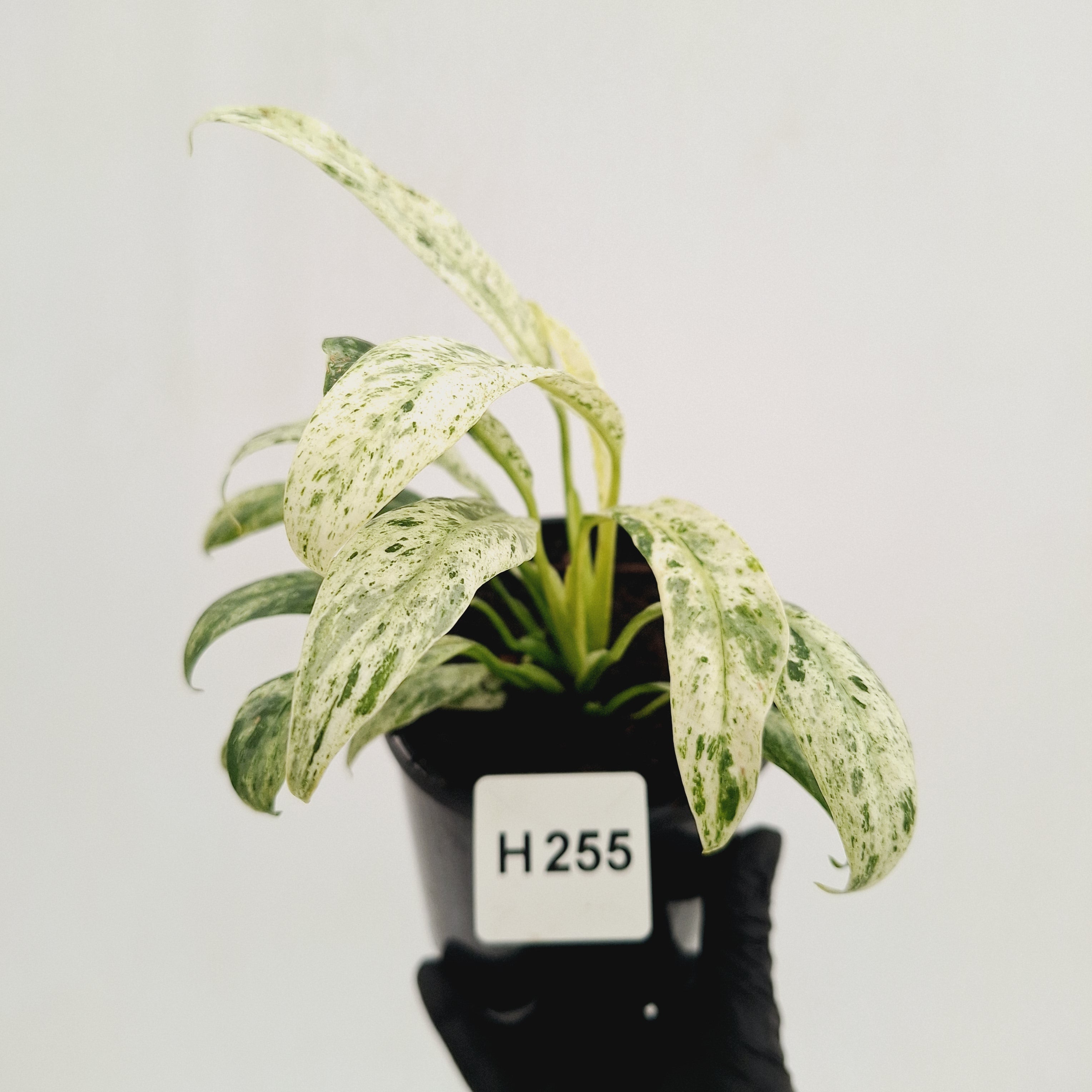 Epipremnum giganteum variegata